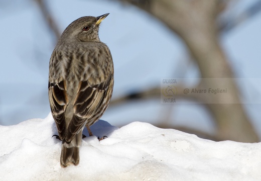 SORDONE, Alpine Accentor, Prunella collaris