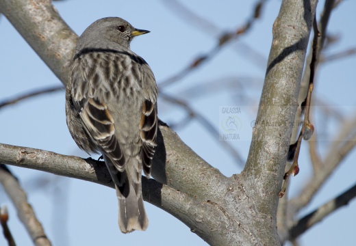 SORDONE, Alpine Accentor, Prunella collaris