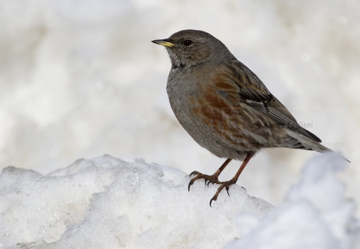 SORDONE, Alpine Accentor, Prunella collaris