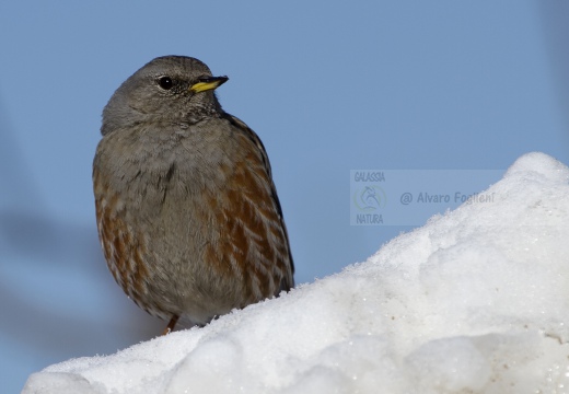 SORDONE, Alpine Accentor, Prunella collaris