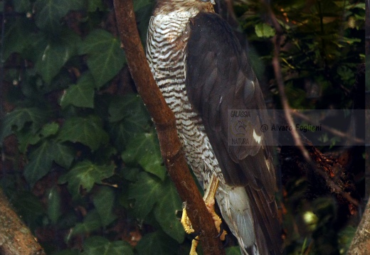 SPARVIERE, Sparrowhawk, Accipiter nisus