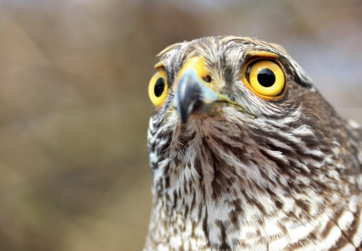 SPARVIERE, Sparrowhawk, Accipiter nisus