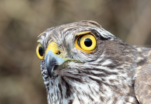 SPARVIERE, Sparrowhawk, Accipiter nisus