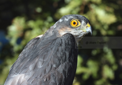 SPARVIERE, Sparrowhawk, Accipiter nisus