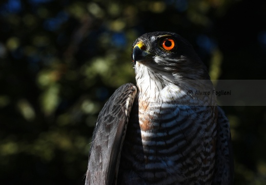 SPARVIERE, Sparrowhawk, Accipiter nisus