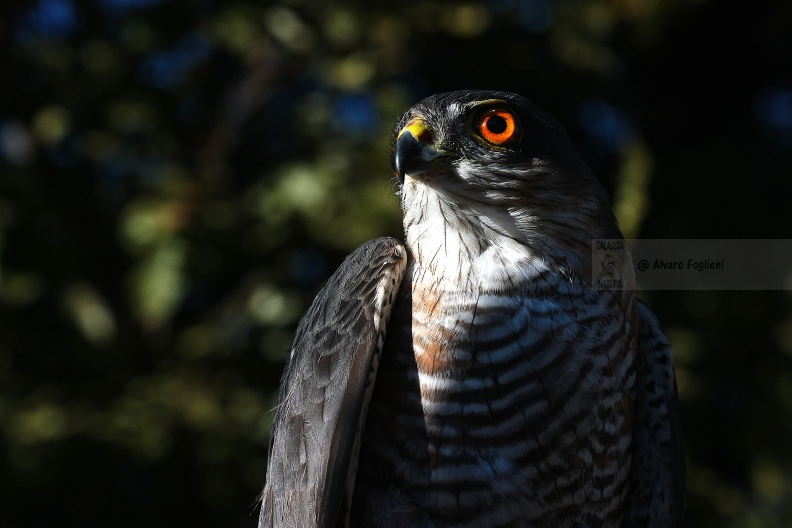 Sparviere ♂   IMG_23479.jpg