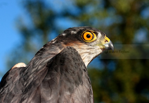 SPARVIERE, Sparrowhawk, Accipiter nisus