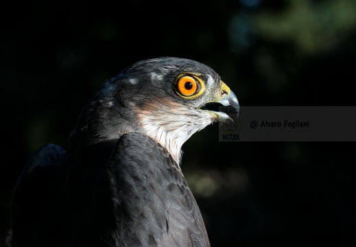 SPARVIERE, Sparrowhawk, Accipiter nisus