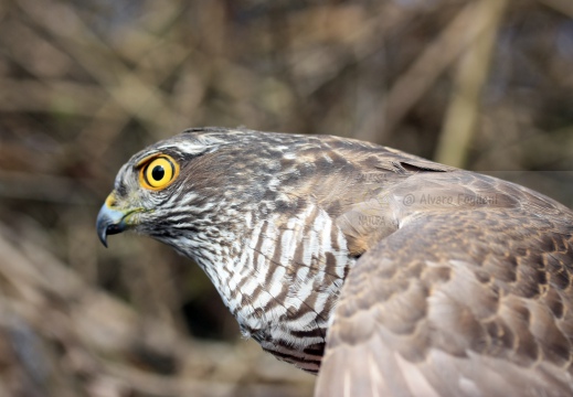 SPARVIERE, Sparrowhawk, Accipiter nisus