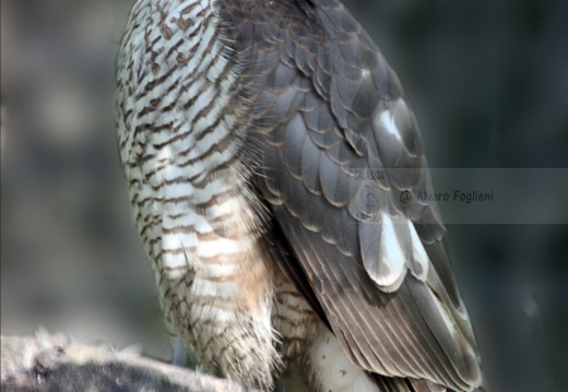 SPARVIERE, Sparrowhawk, Accipiter nisus