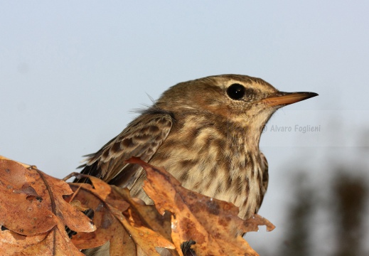 SPIONCELLO , Water Pipit, Anthus spinoletta