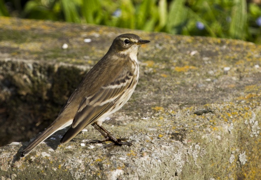 SPIONCELLO , Water Pipit, Anthus spinoletta