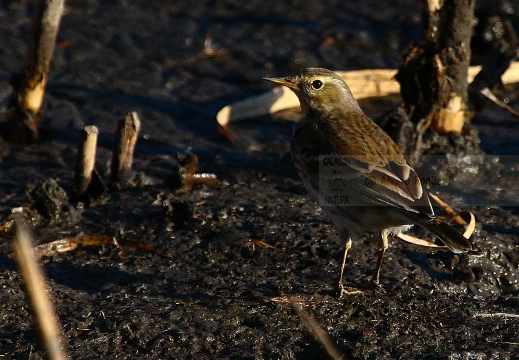 SPIONCELLO , Water Pipit, Anthus spinoletta