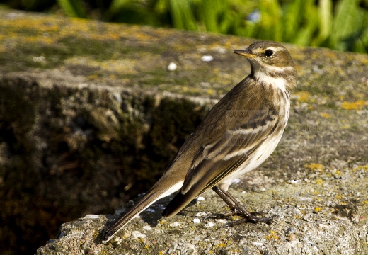 SPIONCELLO , Water Pipit, Anthus spinoletta