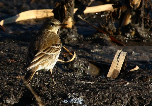 SPIONCELLO , Water Pipit, Anthus spinoletta