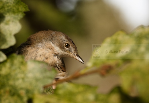 STERPAZZOLA, Whitethroat, Sylvia communis