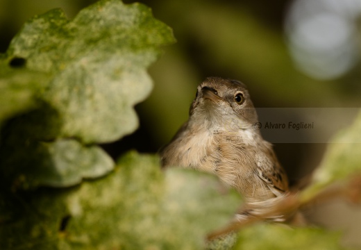 STERPAZZOLA, Whitethroat, Sylvia communis