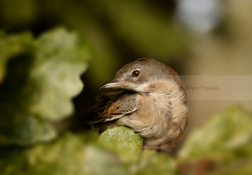 STERPAZZOLA, Whitethroat, Sylvia communis