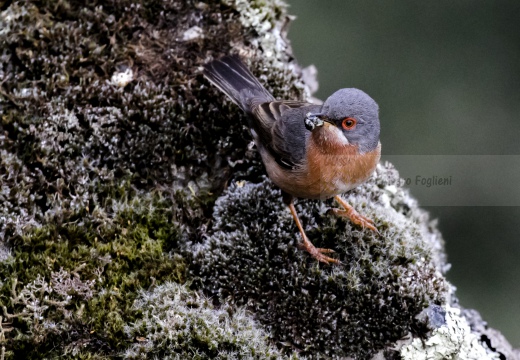 STERPAZZOLINA, Subalpine Warbler,  Sylvia cantillans