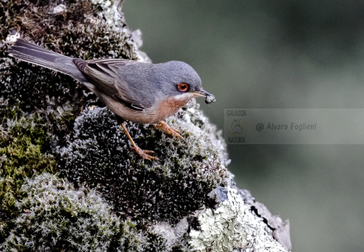 STERPAZZOLINA, Subalpine Warbler,  Sylvia cantillans