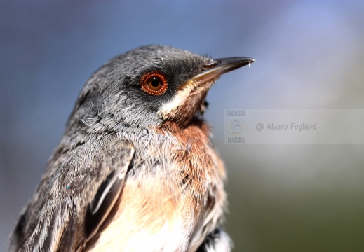 STERPAZZOLINA, Subalpine Warbler,  Sylvia cantillans