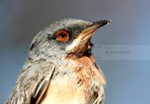 STERPAZZOLINA, Subalpine Warbler,  Sylvia cantillans