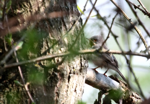 STERPAZZOLINA, Subalpine Warbler,  Sylvia cantillans