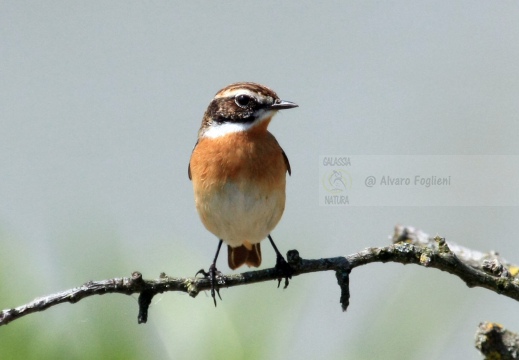 STIACCINO, Whinchat, Saxicola rubetra