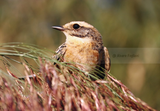 STIACCINO, Whinchat, Saxicola rubetra