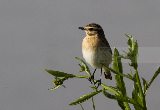 STIACCINO, Whinchat, Saxicola rubetra