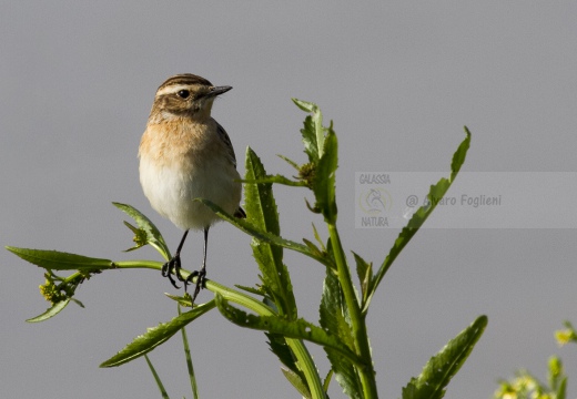 STIACCINO, Whinchat, Saxicola rubetra