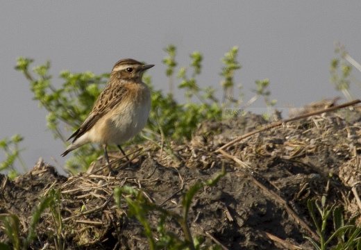 STIACCINO, Whinchat, Saxicola rubetra