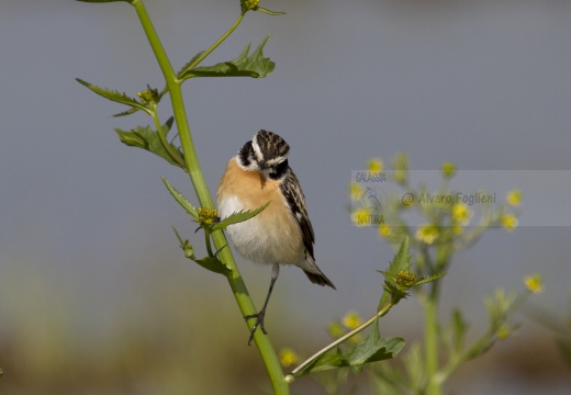 STIACCINO, Whinchat, Saxicola rubetra