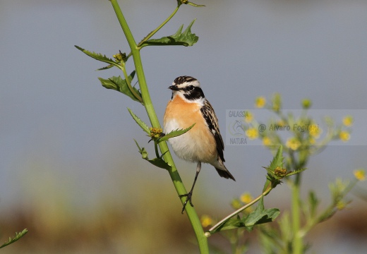 STIACCINO, Whinchat, Saxicola rubetra