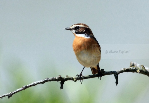 STIACCINO, Whinchat, Saxicola rubetra