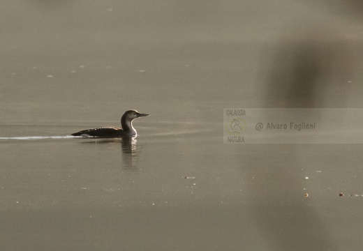 STROLAGA MEZZANA, Black-throated Loon, Gavia arctica