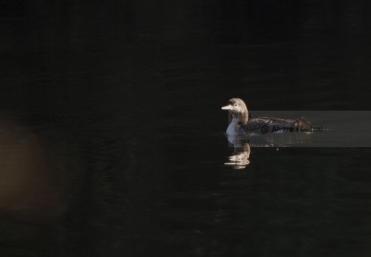 STROLAGA MEZZANA, Black-throated Loon, Gavia arctica