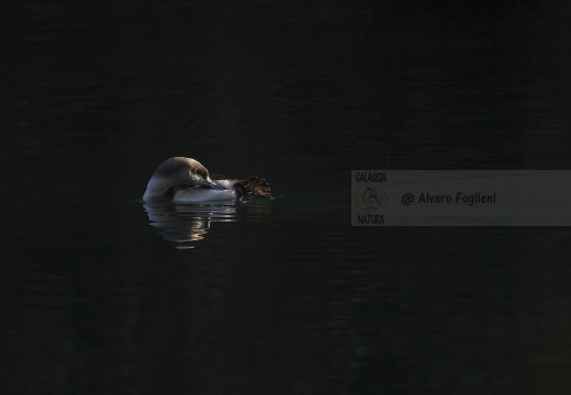 STROLAGA MEZZANA, Black-throated Loon, Gavia arctica