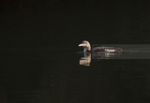 STROLAGA MEZZANA, Black-throated Loon, Gavia arctica