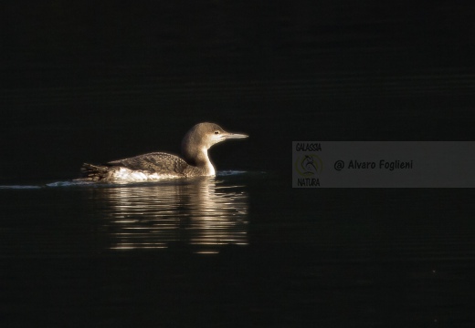 STROLAGA MEZZANA, Black-throated Loon, Gavia arctica