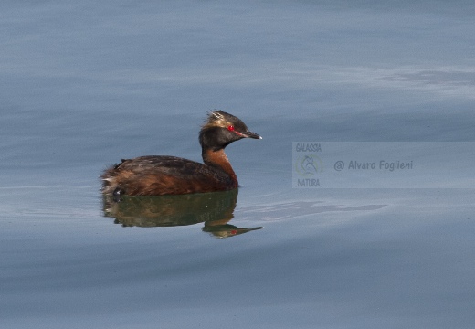 SVASSO CORNUTO, Horned Grebe, Podiceps auritus