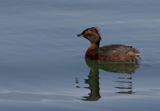 SVASSO CORNUTO, Horned Grebe, Podiceps auritus