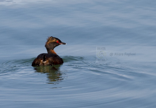 SVASSO CORNUTO, Horned Grebe, Podiceps auritus