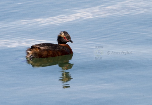 SVASSO CORNUTO, Horned Grebe, Podiceps auritus