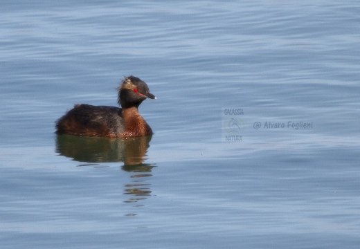 SVASSO CORNUTO, Horned Grebe, Podiceps auritus