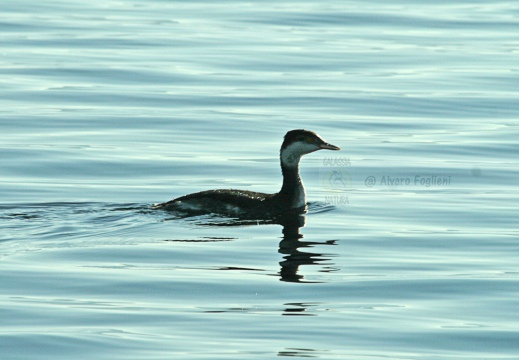 SVASSO CORNUTO, Horned Grebe, Podiceps auritus