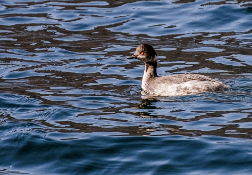 SVASSO PICCOLO, Black-necked Grebe, Podiceps nigricollis