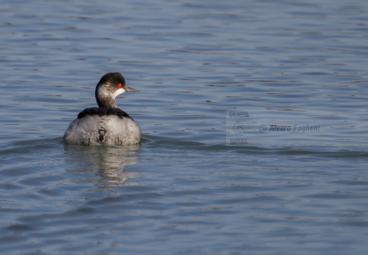 SVASSO PICCOLO, Black-necked Grebe, Podiceps nigricollis