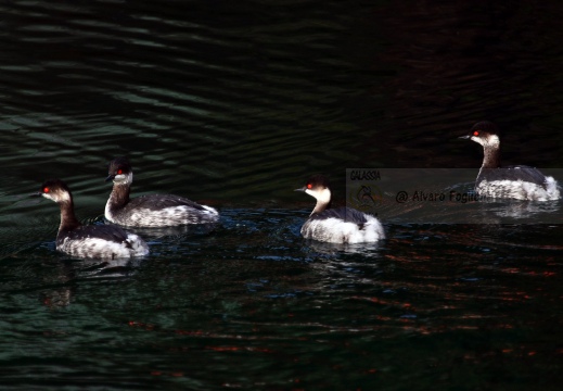 SVASSO PICCOLO, Black-necked Grebe, Podiceps nigricollis