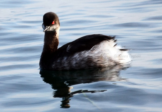 SVASSO PICCOLO, Black-necked Grebe, Podiceps nigricollis